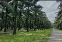 Caption : ilustrasi kebun sawit (d3e) langsa.klikindonesia.co