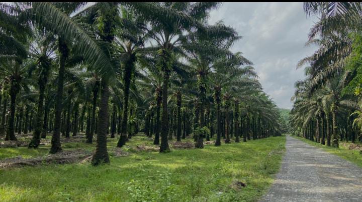 Caption : ilustrasi kebun sawit (d3e) langsa.klikindonesia.co