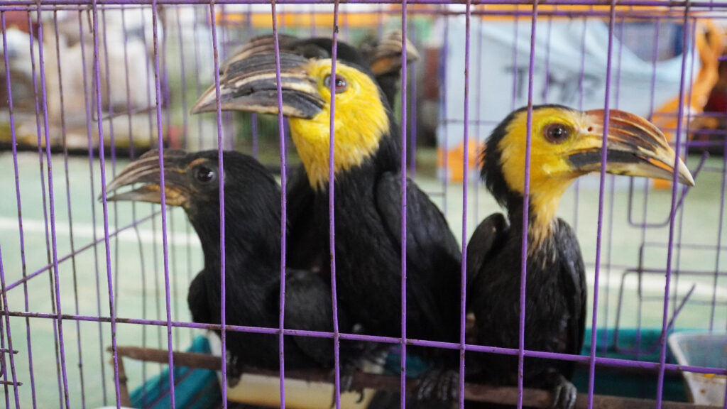 Caption: Burung Eksotis yg berhasil di selamatkan