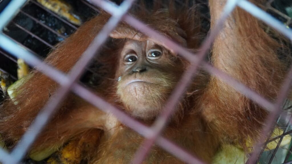 Caption: Primata Langka berbasis Orangutan