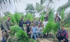 Polres Langsa Bongkar Ladang Ganja Tersembunyi di Tengah Perkebunan Sawit, Puluhan Batang Tanaman Siap Panen Diamankan
